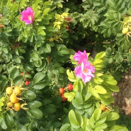 Agriturismo Bonfigli Bauernhof Falerone
